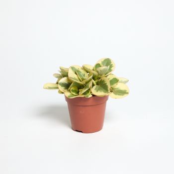 Peperomia obtusifolia 'Bicolor' -  saksija 12 cm / visina 20 cm