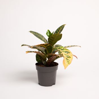 Codiaeum variegatum 'Petra' - saksija 17 cm / visina 65 cm