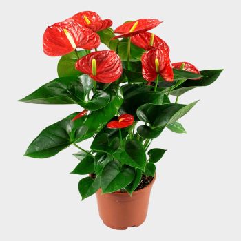 Anthurium 'Red winner' - saksija 17 cm / visina 65 cm