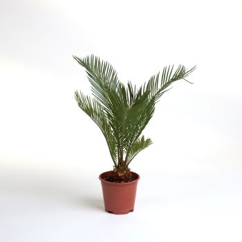 Cycas revoluta - saksija 14 cm / visina 50 cm