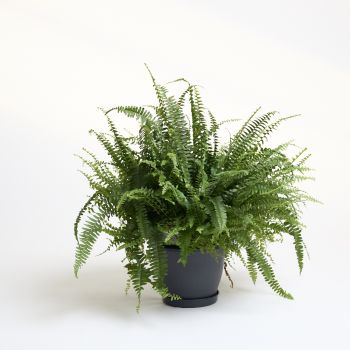 Nephrolepis exa. 'Green Lady' - saksija 20 cm / visina 60 cm