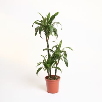 Dracaena fragrans 'Janet' 60- 30-15 - saksija 21 cm / visina 110 cm