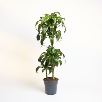 Dracaena fragrans 'Dorado'  60- 30-15 - saksija 21 cm / visina 110 cm