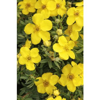 Potentilla fruticosa 'Goldfinger' - P17 - 20/40 cm