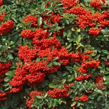 Pyracantha 'Coccinea Red Column'