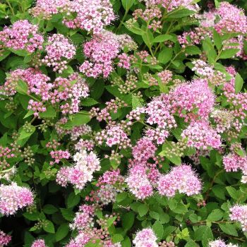 Spiraea japonica 'Little Princess' - P15 - 15/30 cm