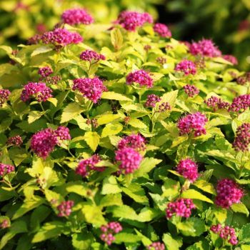 Spiraea japonica 'Golden Princes' - P15 - 10/15 cm