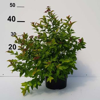 Spiraea japonica 'Goldflame' - C4 L - 20/30 cm
