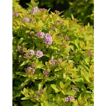 Spiraea japonica 'Zen'Spirit Gold' - P15 - 15/20 cm