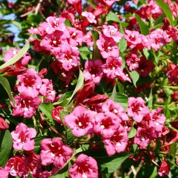 Weigela florida 'Bristol Ruby' - C4L - 60/80 cm