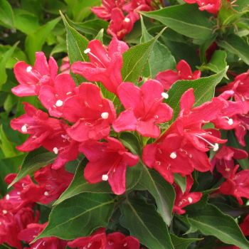 Weigela florida 'Red Prince' - P15 - 20/30 cm