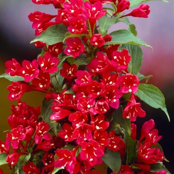 Weigela 'All Summer Red' - C2L - 30/40 cm