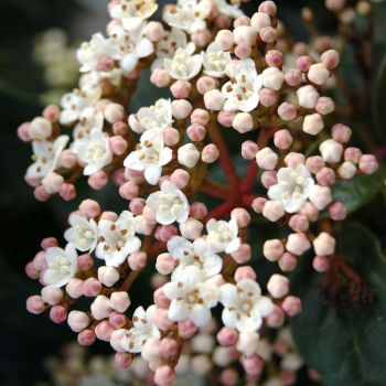 Viburnum tinus 'Eve Price' - C9 L - Kalem 40 cm