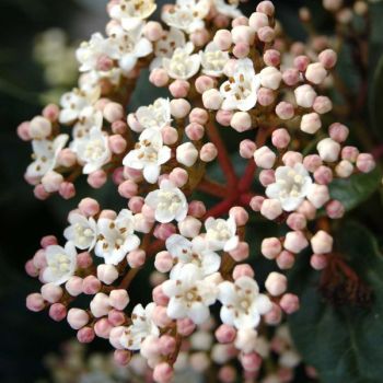 Viburnum tinus 'Eve Price' - C2 L - 40/50 cm