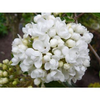 Viburnum 'Eskimo' - C3L - kalem 50 cm