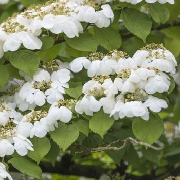 Viburnum plicatum 'Watanabe' - C3L - kalem 50 cm