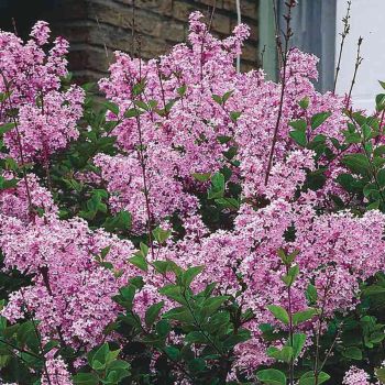 Syringa 'Josee' - C3L - 30/40 cm