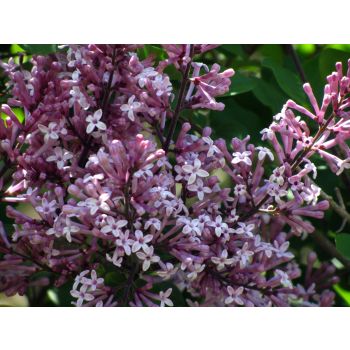 Syringa 'Palibin' - C5L - kalem 50 cm