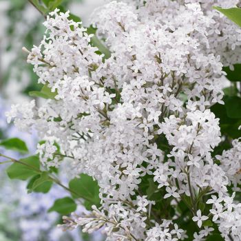 Syringa meyeri Flowerfesta® White - C5 L - Kalem 50 cm