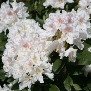 Rhododendron 'Cunningham's White' - C4 L - 30/40 cm