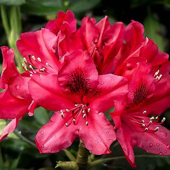 Rhododendron 'Nova Zembla' - C4 L - 30/40 cm