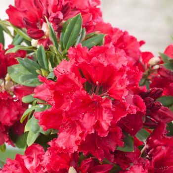 Rhododendron 'Red Jack' - C5 L - 30/40 cm