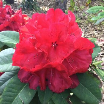 Rhododendron 'Red Jack' - C7.5L - 40/50 cm