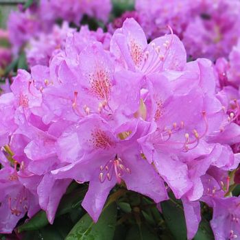 Rhododendron 'Roseum Elegans' - C4 L - 30/40 cm