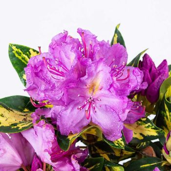 Rhododendron 'Blattgold' - C3 L - 30/40 cm