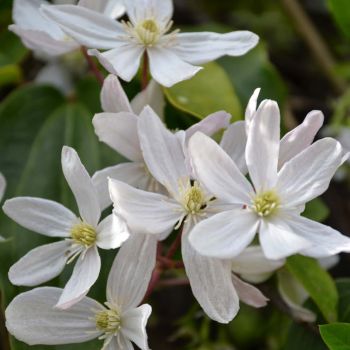 Clematis armandii - C2 L - 60/100 cm