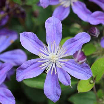 Clematis 'Arabella' - P11 - 40 cm