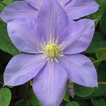 Clematis 'Blue Angel' - P11 - 40 cm