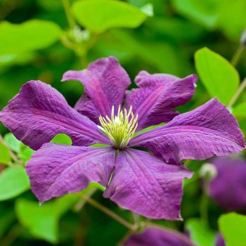 Clematis Landhaus 'Jackmanii' - C2L - 70 cm