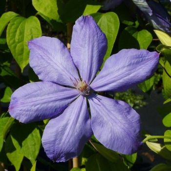 Clematis 'Mrs. Cholmondeley' - P11 - 40 cm