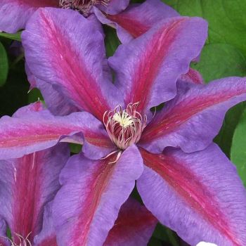 Clematis 'Mrs. N. Thompson' - P11 - 40 cm