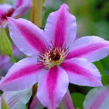 Clematis 'Nelly Moser' - C2 L - 70 cm
