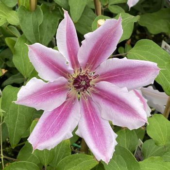 Clematis 'Nelly Moser' - P11 - 40 cm