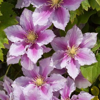 Clematis 'Piilu' - P11 - 40 cm