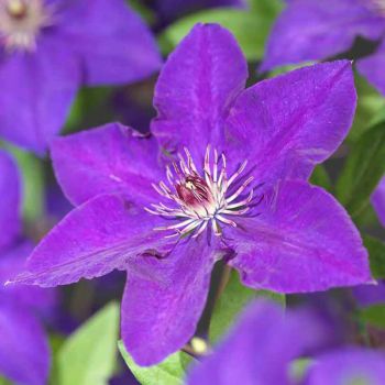 Clematis 'The President' - P11 - 70 cm