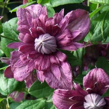 Clematis viticella 'Purpurea Plena Elegans' - P11 - 40 cm