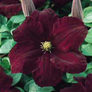 Clematis 'Niobe' - C2 L - 40/60 cm
