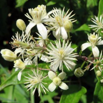 Clematis vitalba - C2 L - 40/60 cm