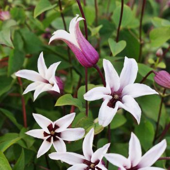 Clematis 'Princess Kate' - C2 L - 40/60 cm
