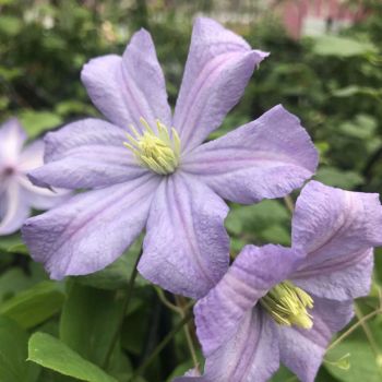 Clematis 'Prince Charles' - P11 - 40 cm