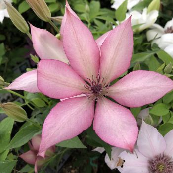 Clematis Giselle™ Garland® - C2 L - 60/100 cm