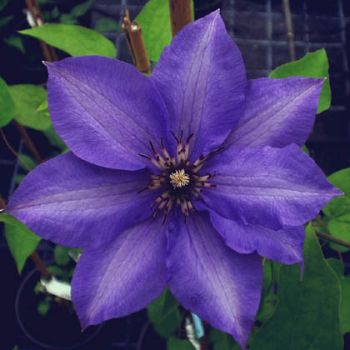 Clematis 'Konigskind' - P11 - 40 cm