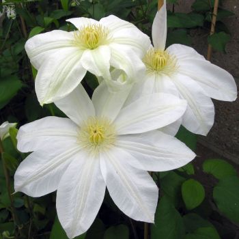 Clematis 'Wada's Primrose' - P11 - 40 cm