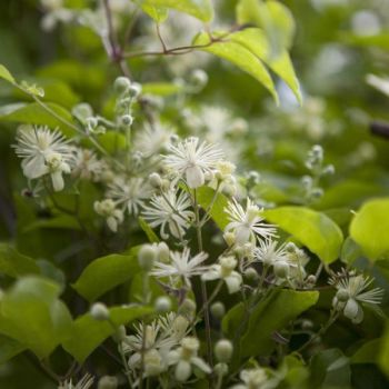 Clematis Landhaus 'Gewohnliche Waldrebe' - C2L - 70 cm