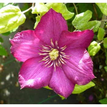 Clematis Landhaus 'Ville De Lyon' - C2L - 40/60 cm