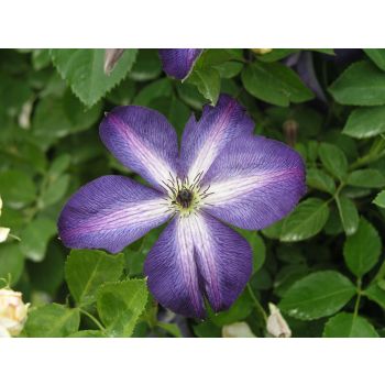 Clematis Landhaus 'Waldrebe' - C2L - 40/60 cm